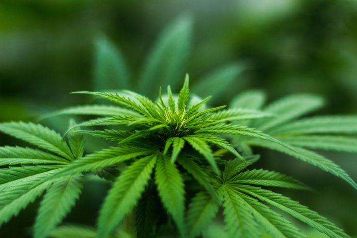 Photo of cannabis plant